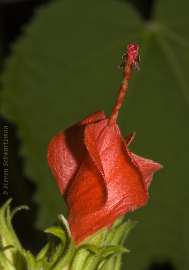 Turk's Cap 07-01